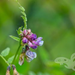 2021 06 06 spaziergang