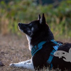 2022 06 25 abend steinbergskopf