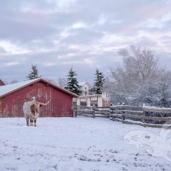 2022 12 11 pullmann city